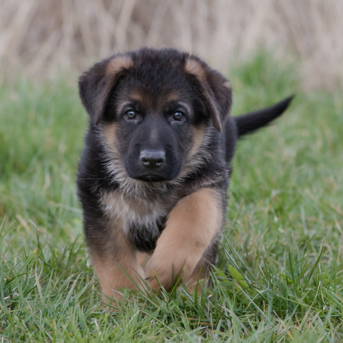 GSD puppy