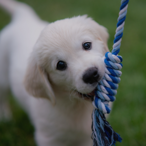 Puppy playing